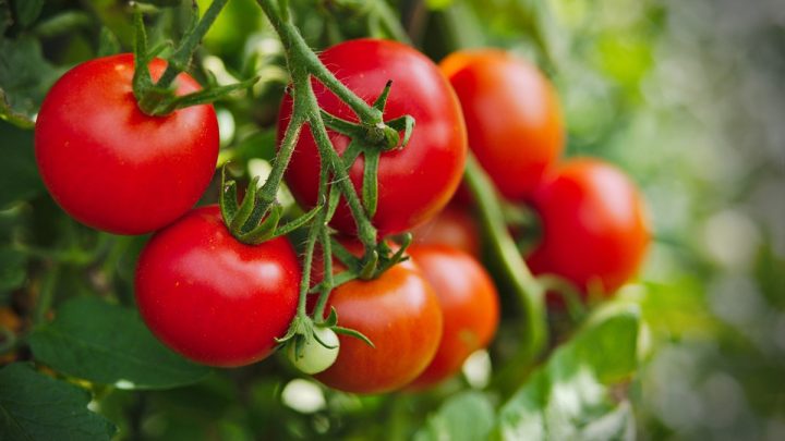 6 nguyên tắc ăn cà chua bạn nhất định không được quên