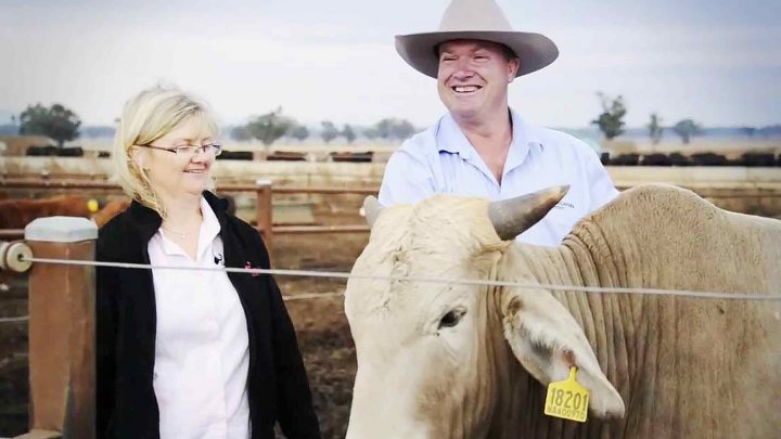Ngành chăn nuôi ở Australia đối mặt với hàng loạt khó khăn